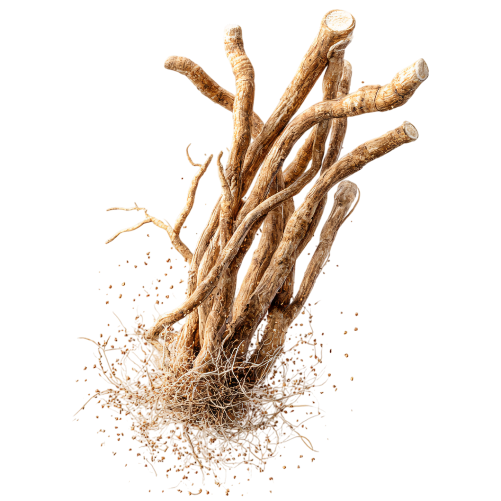 Plante adaptogène d'ashwaganda